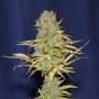 Power Africa Feminized Marijuana Strain by Seedsman For Sale Online at Cannabis Seeds Outlet
