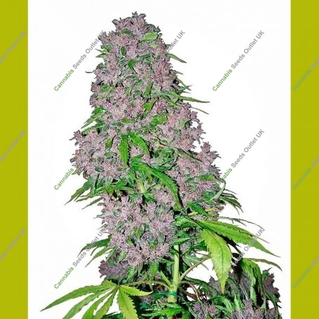 Purple Bud Regular Marijuana Strain by Seedsman For Sale Online at Cannabis Seeds Outlet