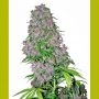 Purple Bud Regular Marijuana Strain by Seedsman For Sale Online at Cannabis Seeds Outlet