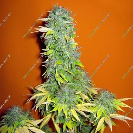 Somango Feminized Marijuana Strain by Seedsman For Sale Online at Cannabis Seeds Outlet