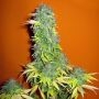 Somango Feminized Marijuana Strain by Seedsman For Sale Online at Cannabis Seeds Outlet