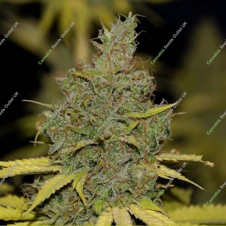 Strawberry Banana Grape Feminized Marijuana Strain by Seedsman For Sale Online at Cannabis Seeds Outlet