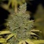 Strawberry Banana Grape Feminized Marijuana Strain by Seedsman For Sale Online at Cannabis Seeds Outlet