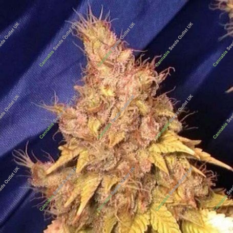 Sugar Haze Regular Marijuana Strain by Seedsman For Sale Online at Cannabis Seeds Outlet