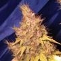 Sugar Haze Regular Marijuana Strain by Seedsman For Sale Online at Cannabis Seeds Outlet