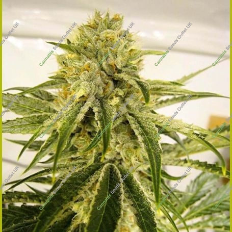 The Marijuana Strain by Seedsman For Sale Online at Cannabis Seeds Outlet