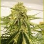 The Marijuana Strain by Seedsman For Sale Online at Cannabis Seeds Outlet