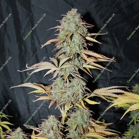 UK Cheese Auto Feminized Marijuana Strain by Seedsman For Sale Online at Cannabis Seeds Outlet