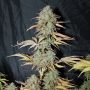 UK Cheese Auto Feminized Marijuana Strain by Seedsman For Sale Online at Cannabis Seeds Outlet