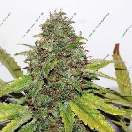 Velvet Bud Feminized Marijuana Strain by Seedsman For Sale Online at Cannabis Seeds Outlet