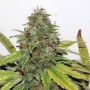 Velvet Bud Feminized Marijuana Strain by Seedsman For Sale Online at Cannabis Seeds Outlet