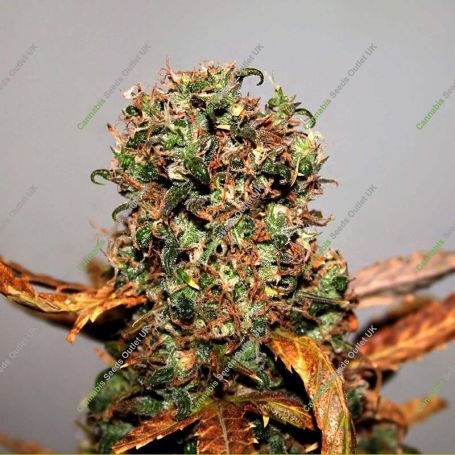 White Widow Regular Marijuana Strain by Seedsman For Sale Online at Cannabis Seeds Outlet