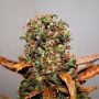 White Widow Regular Marijuana Strain by Seedsman For Sale Online at Cannabis Seeds Outlet