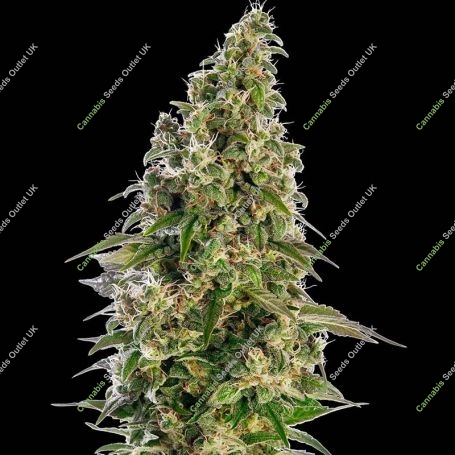 Afghani No.1 Auto Feminized Marijuana Strain by Sensi Seed Bank For Sale Online at Cannabis Seeds Outlet