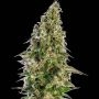 Afghani No.1 Auto Feminized Marijuana Strain by Sensi Seed Bank For Sale Online at Cannabis Seeds Outlet