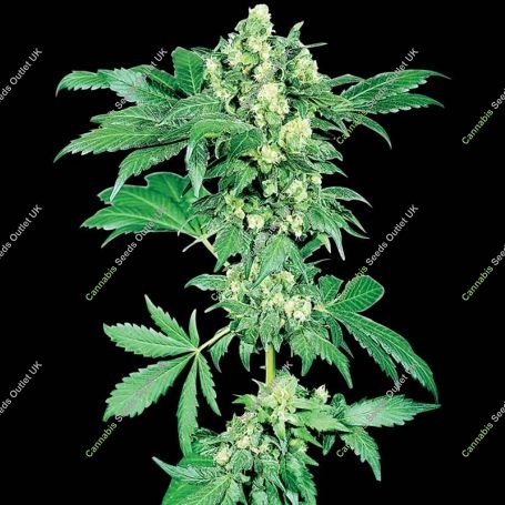 Afghani No.1 Regular Marijuana Strain by Sensi Seed Bank For Sale Online at Cannabis Seeds Outlet