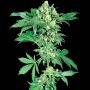 Afghani No.1 Regular Marijuana Strain by Sensi Seed Bank For Sale Online at Cannabis Seeds Outlet