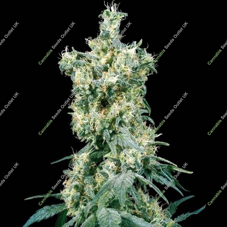 American Dream Reg Marijuana Strain by Sensi Seed Bank For Sale Online at Cannabis Seeds Outlet
