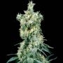 American Dream Reg Marijuana Strain by Sensi Seed Bank For Sale Online at Cannabis Seeds Outlet