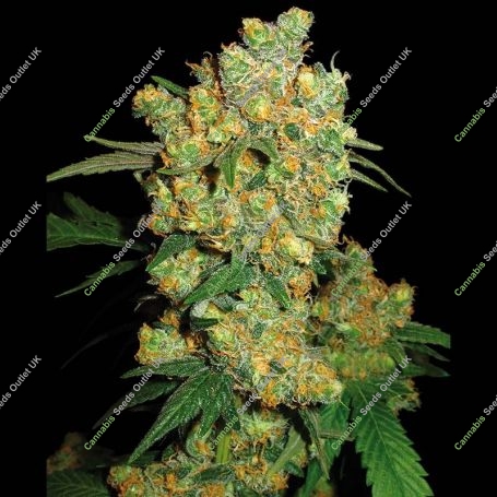 Big Bud Regular Marijuana Strain by Sensi Seed Bank For Sale Online at Cannabis Seeds Outlet