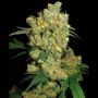 Big Bud Regular Marijuana Strain by Sensi Seed Bank For Sale Online at Cannabis Seeds Outlet