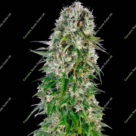 Big Bud Automatic Feminized Marijuana Strain by Sensi Seed Bank For Sale Online at Cannabis Seeds Outlet