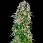 Big Bud Automatic Feminized Marijuana Strain by Sensi Seed Bank For Sale Online at Cannabis Seeds Outlet