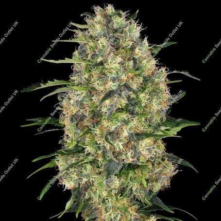 Black Domina Regular Marijuana Strain by Sensi Seed Bank For Sale Online at Cannabis Seeds Outlet