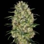 Black Domina Regular Marijuana Strain by Sensi Seed Bank For Sale Online at Cannabis Seeds Outlet