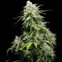California Indica Regular Marijuana Strain by Sensi Seed Bank For Sale Online at Cannabis Seeds Outlet