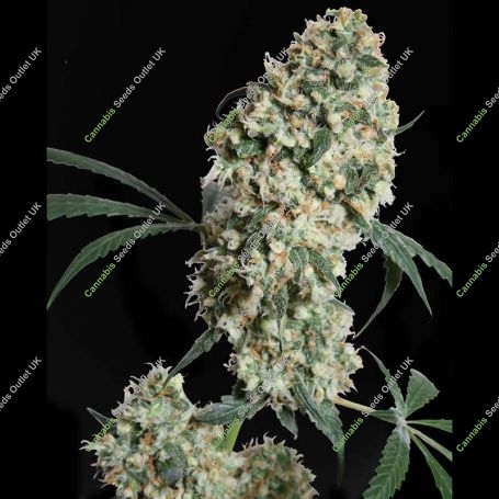 Ed Rosenthal Superbud Reg Marijuana Strain by Sensi Seed Bank For Sale Online at Cannabis Seeds Outlet