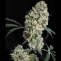 Ed Rosenthal Superbud Reg Marijuana Strain by Sensi Seed Bank For Sale Online at Cannabis Seeds Outlet