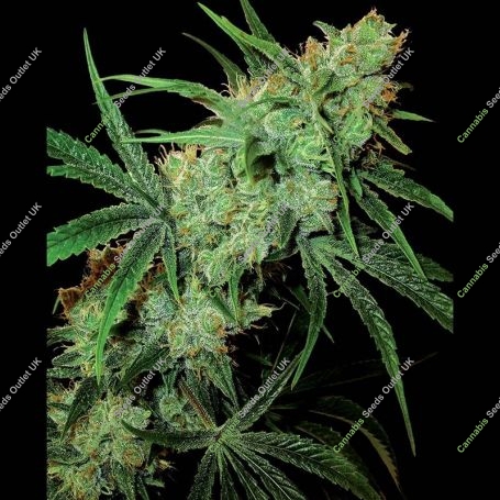 Fruity Juice Regular Marijuana Strain by Sensi Seed Bank For Sale Online at Cannabis Seeds Outlet