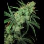 Fruity Juice Regular Marijuana Strain by Sensi Seed Bank For Sale Online at Cannabis Seeds Outlet