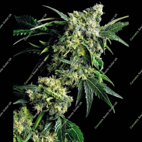G13 x Hashplant Reg Marijuana Strain by Sensi Seed Bank For Sale Online at Cannabis Seeds Outlet