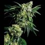 G13 x Hashplant Reg Marijuana Strain by Sensi Seed Bank For Sale Online at Cannabis Seeds Outlet