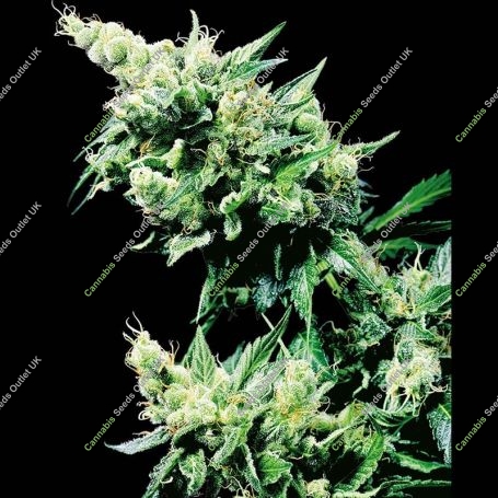 Hash Plant Reg Marijuana Strain by Sensi Seed Bank For Sale Online at Cannabis Seeds Outlet