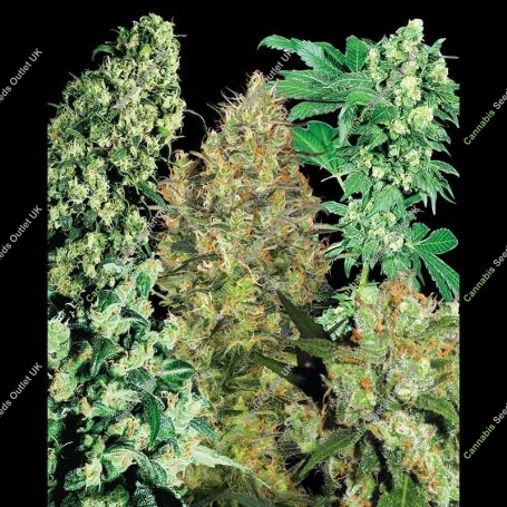 Indoor Mix Regular Marijuana Strain by Sensi Seed Bank For Sale Online at Cannabis Seeds Outlet