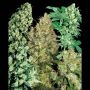 Indoor Mix Regular Marijuana Strain by Sensi Seed Bank For Sale Online at Cannabis Seeds Outlet