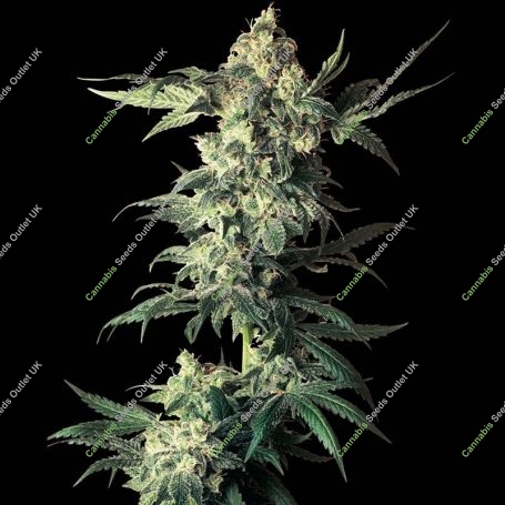 Northern Lights Regular Marijuana Strain by Sensi Seed Bank For Sale Online at Cannabis Seeds Outlet