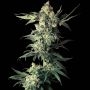 Northern Lights Regular Marijuana Strain by Sensi Seed Bank For Sale Online at Cannabis Seeds Outlet