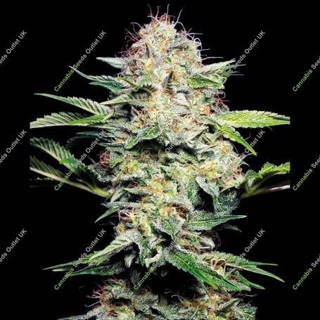 Sensi Skunk Auto Feminized Marijuana Strain by Sensi Seed Bank For Sale Online at Cannabis Seeds Outlet