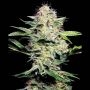 Sensi Skunk Auto Feminized Marijuana Strain by Sensi Seed Bank For Sale Online at Cannabis Seeds Outlet