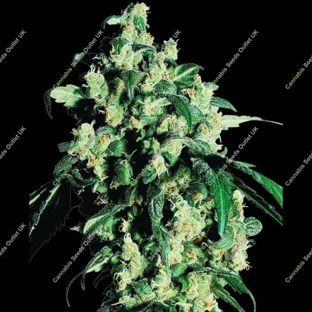 Super Skunk Regular Marijuana Strain by Sensi Seed Bank For Sale Online at Cannabis Seeds Outlet