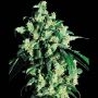 Super Skunk Regular Marijuana Strain by Sensi Seed Bank For Sale Online at Cannabis Seeds Outlet