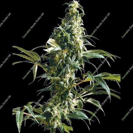 Mexican Sativa Regular Marijuana Strain by Sensi Seed Bank For Sale Online at Cannabis Seeds Outlet