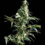 Mexican Sativa Regular Marijuana Strain by Sensi Seed Bank For Sale Online at Cannabis Seeds Outlet