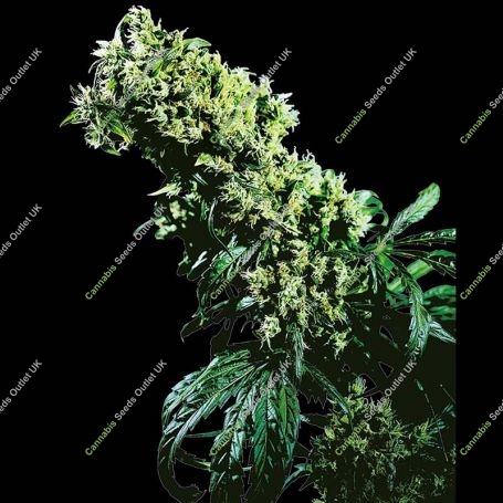 Northern Lights No.5 x Haze Reg Marijuana Strain by Sensi Seed Bank For Sale Online at Cannabis Seeds Outlet