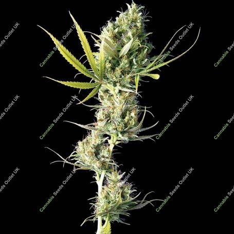 Durban Regular Marijuana Strain by Sensi Seed Bank For Sale Online at Cannabis Seeds Outlet