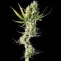 Durban Regular Marijuana Strain by Sensi Seed Bank For Sale Online at Cannabis Seeds Outlet